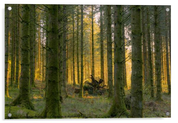 Sunset through the forest Drumlanrig Castle Scotland Acrylic by christian maltby