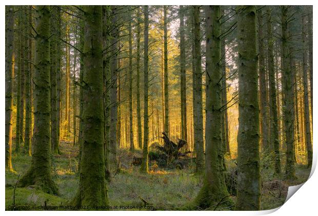 Sunset through the forest Drumlanrig Castle Scotland Print by christian maltby