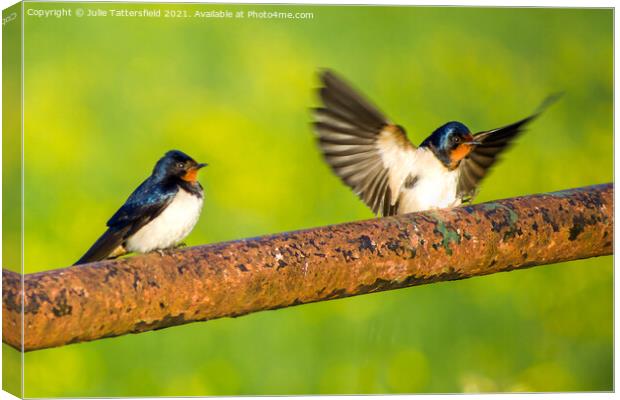 Swallows coming in to land Canvas Print by Julie Tattersfield