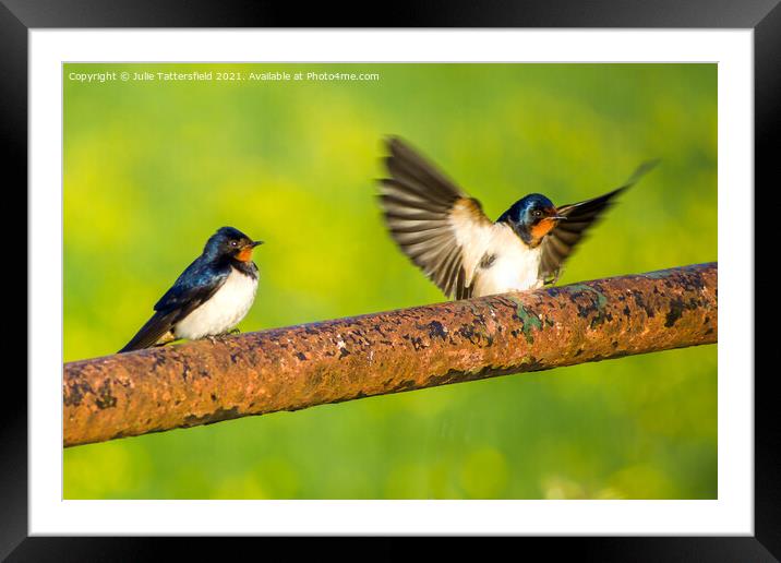 Swallows coming in to land Framed Mounted Print by Julie Tattersfield