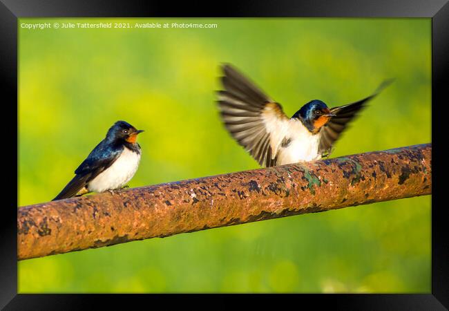Swallows coming in to land Framed Print by Julie Tattersfield
