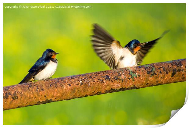 Swallows coming in to land Print by Julie Tattersfield