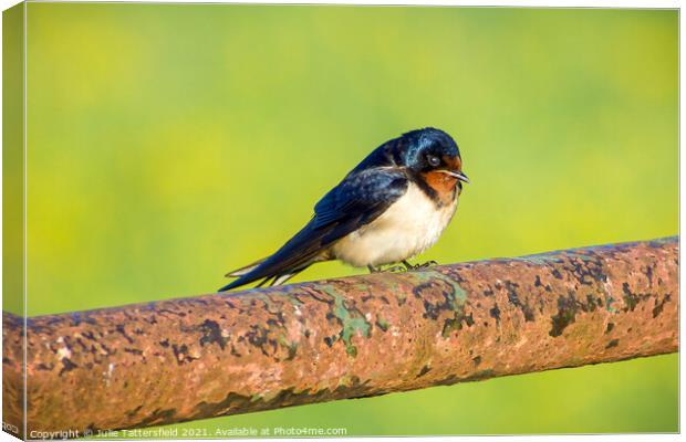 Swallow showing off its beautiful colours Canvas Print by Julie Tattersfield
