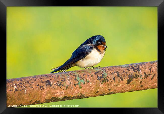 Swallow showing off its beautiful colours Framed Print by Julie Tattersfield