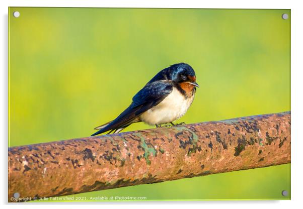 Swallow showing off its beautiful colours Acrylic by Julie Tattersfield