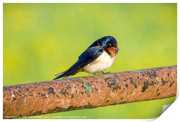 Swallow showing off its beautiful colours Print by Julie Tattersfield