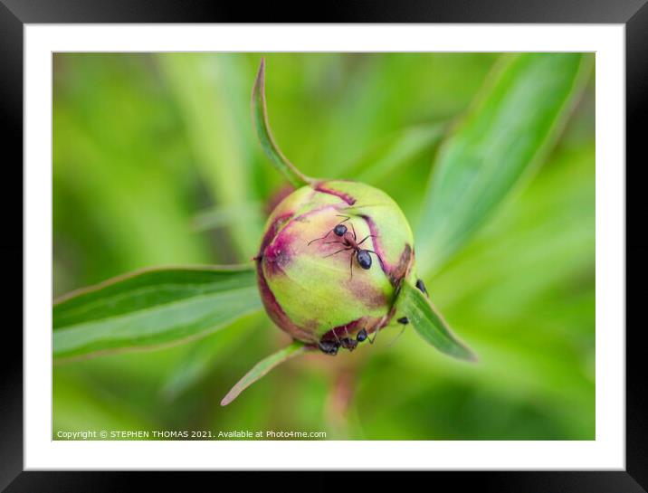 Ants on a Peony Bud Framed Mounted Print by STEPHEN THOMAS