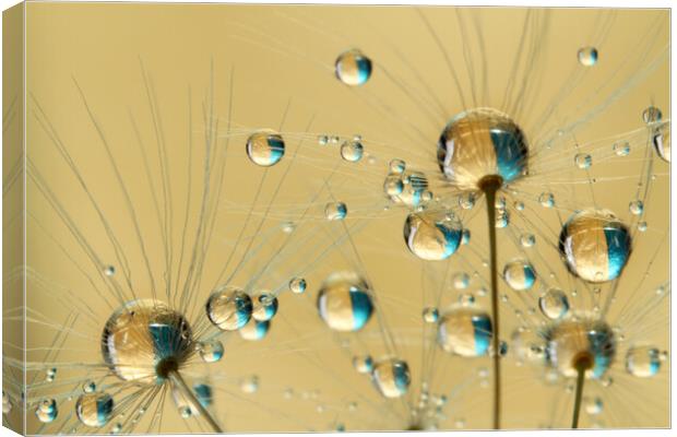 Bursting Dandy Drops Canvas Print by Sharon Johnstone