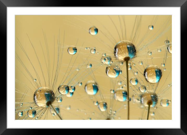 Bursting Dandy Drops Framed Mounted Print by Sharon Johnstone