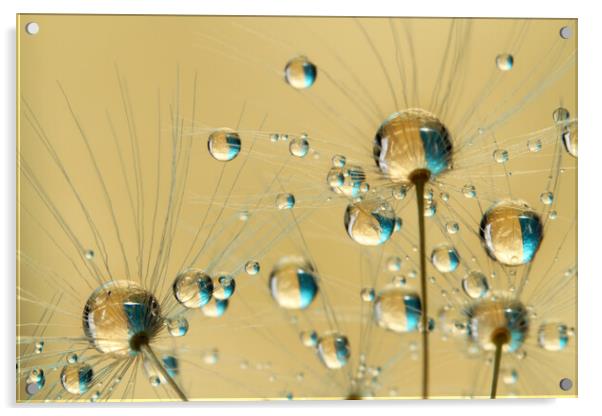 Bursting Dandy Drops Acrylic by Sharon Johnstone