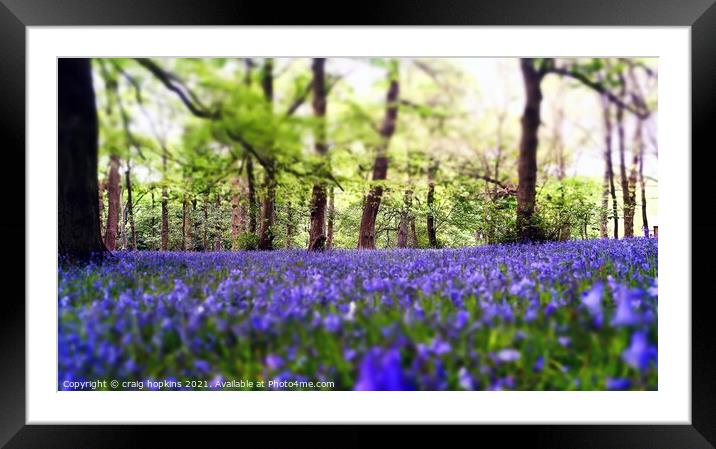 Bluebells in a forest Framed Mounted Print by craig hopkins
