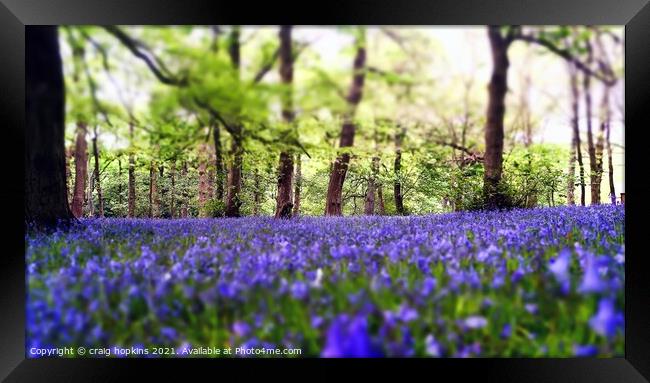 Bluebells in a forest Framed Print by craig hopkins