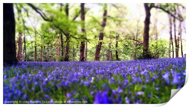 Bluebells in a forest Print by craig hopkins