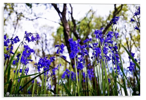 Spring Bluebells Acrylic by craig hopkins