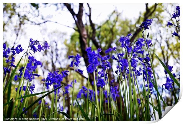 Spring Bluebells Print by craig hopkins