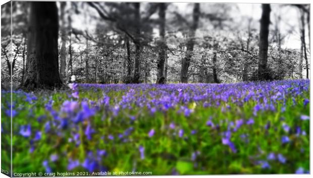 Black and white to bluebells Canvas Print by craig hopkins