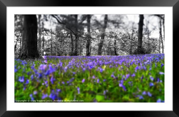 Black and white to bluebells Framed Mounted Print by craig hopkins