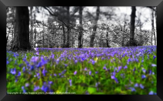 Black and white to bluebells Framed Print by craig hopkins