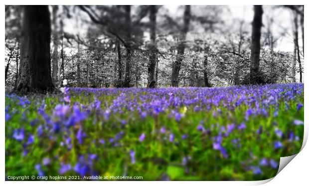 Black and white to bluebells Print by craig hopkins