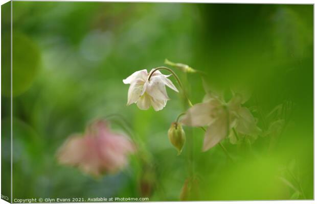 Wild Flowers Canvas Print by Glyn Evans