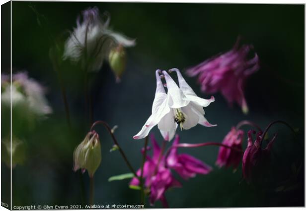 White Columbine Canvas Print by Glyn Evans