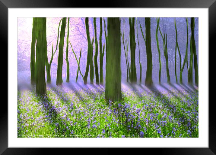 Misty Bluebell Woodland  Framed Mounted Print by Alison Chambers