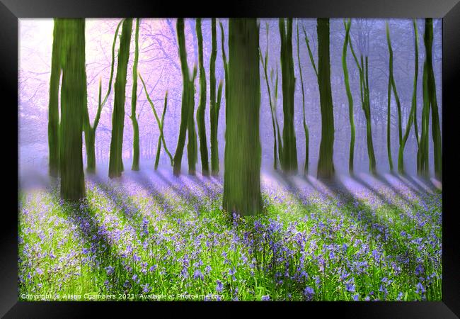 Misty Bluebell Woodland  Framed Print by Alison Chambers