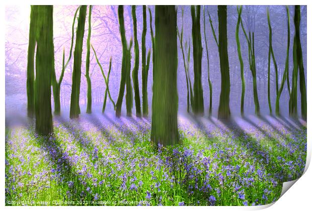 Misty Bluebell Woodland  Print by Alison Chambers