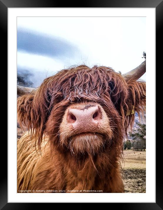 Highland Cow Framed Mounted Print by Antony Atkinson