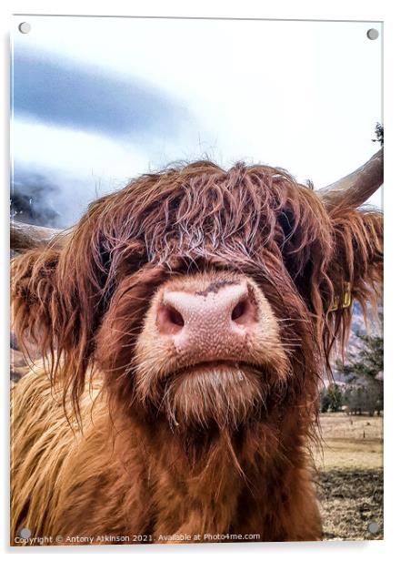 Highland Cow Acrylic by Antony Atkinson