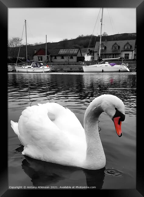 Caladonian Swan Framed Print by Antony Atkinson