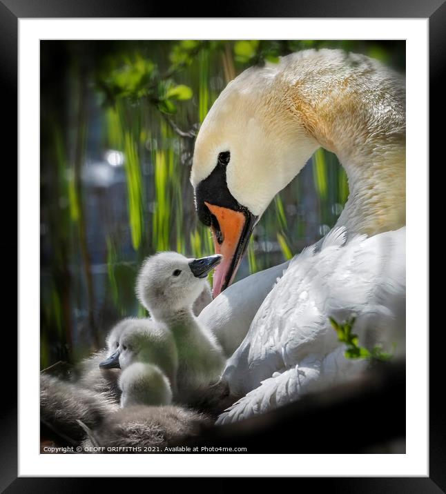 Welcome to the world Framed Mounted Print by GEOFF GRIFFITHS