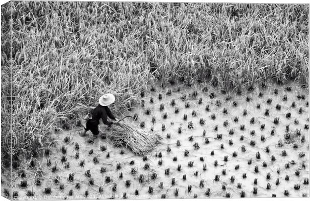 China. Farmer in a paddy rice field during harvest Canvas Print by Delphimages Art