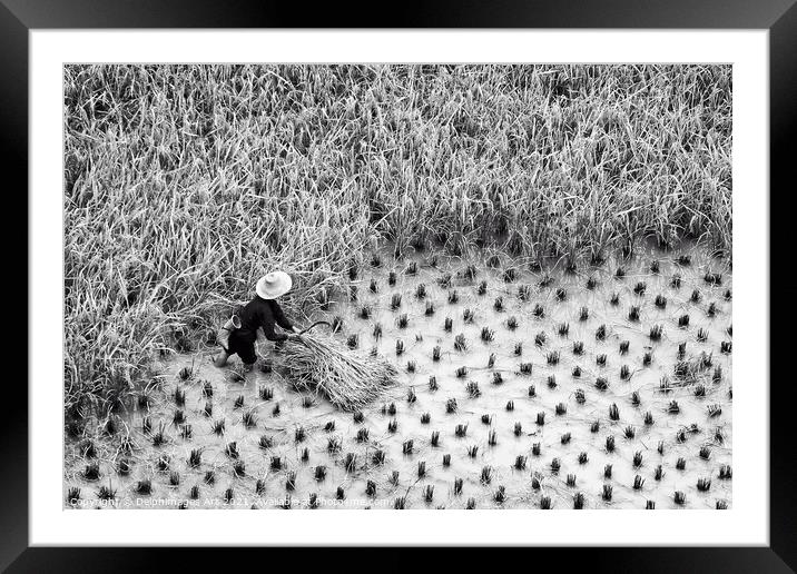 China. Farmer in a paddy rice field during harvest Framed Mounted Print by Delphimages Art