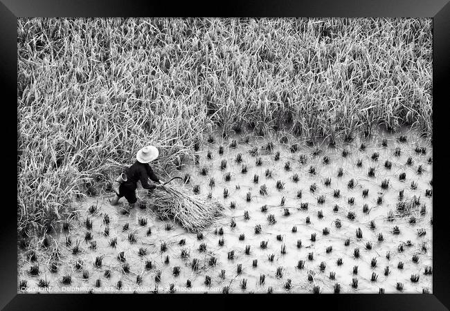 China. Farmer in a paddy rice field during harvest Framed Print by Delphimages Art