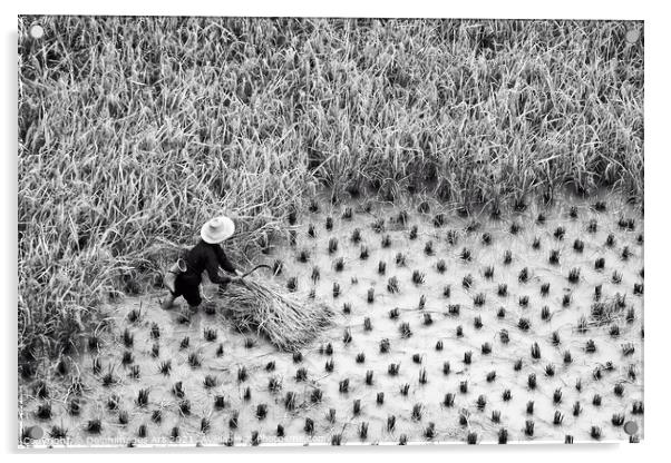 China. Farmer in a paddy rice field during harvest Acrylic by Delphimages Art