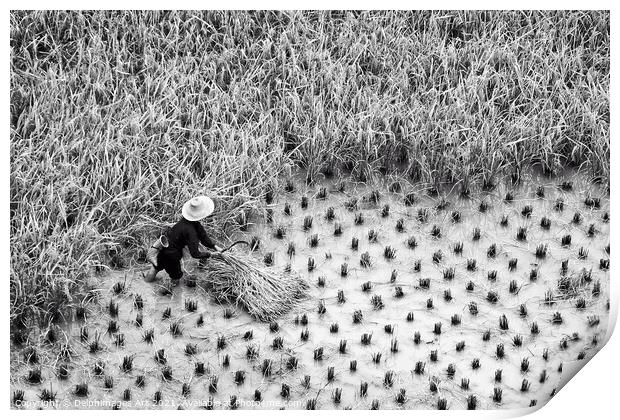 China. Farmer in a paddy rice field during harvest Print by Delphimages Art