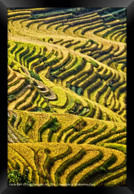  Longji rice terraces near Guilin, Guanxi China Framed Print by Delphimages Art