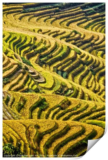  Longji rice terraces near Guilin, Guanxi China Print by Delphimages Art