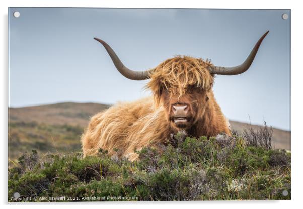 Highland Cow Acrylic by Alec Stewart