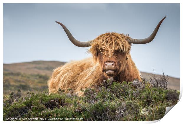 Highland Cow Print by Alec Stewart