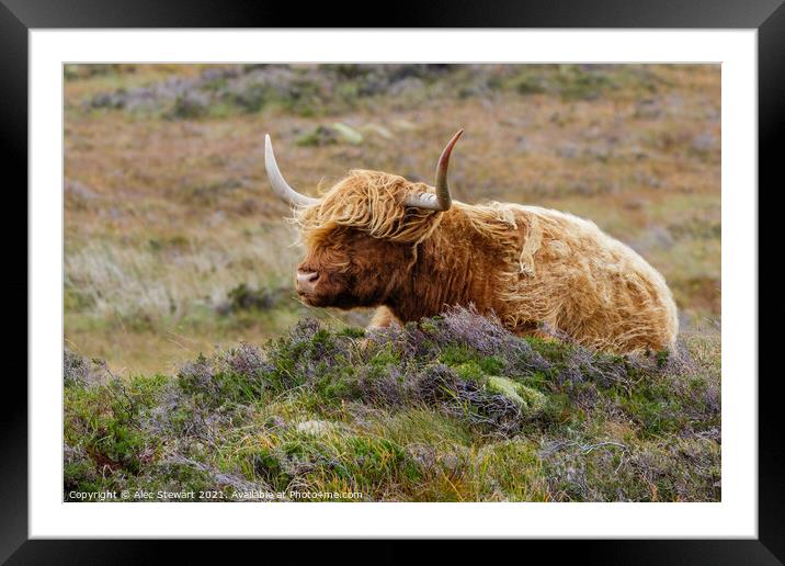Highland Cow Framed Mounted Print by Alec Stewart