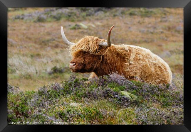 Highland Cow Framed Print by Alec Stewart