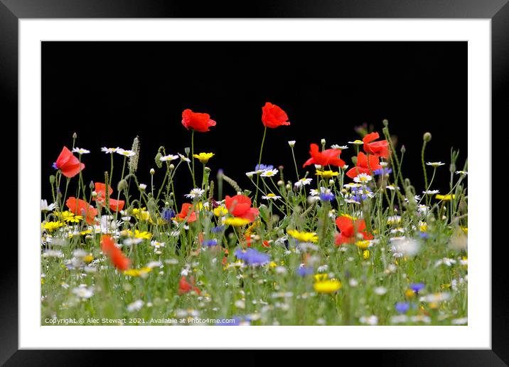 Wildflowers Framed Mounted Print by Alec Stewart