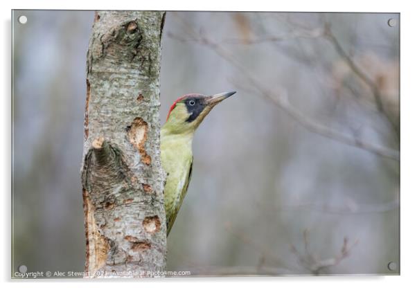 Green Woodpecker Acrylic by Alec Stewart