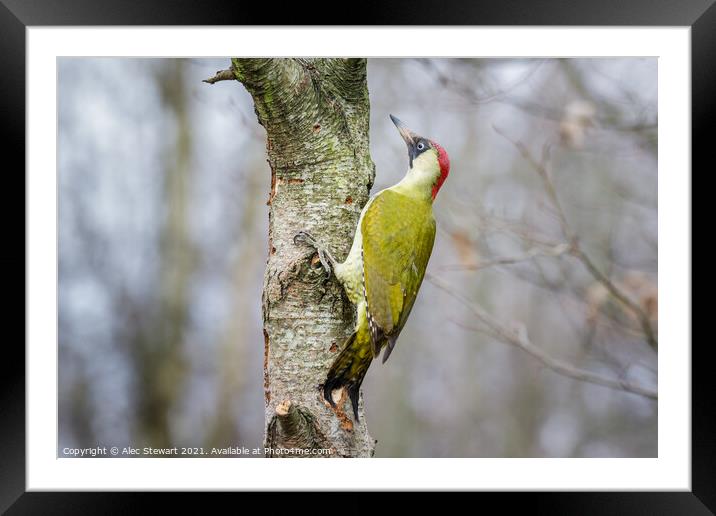 Green Woodpecker Framed Mounted Print by Alec Stewart
