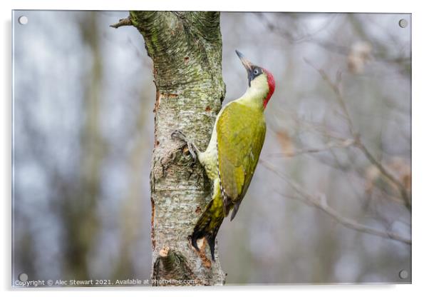 Green Woodpecker Acrylic by Alec Stewart