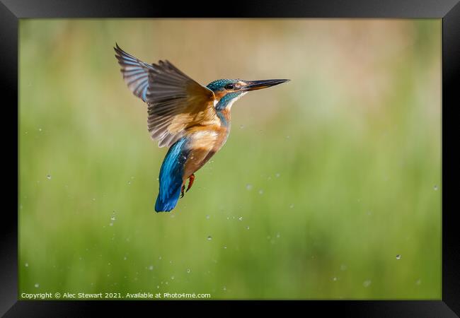 Kingfisher Framed Print by Alec Stewart