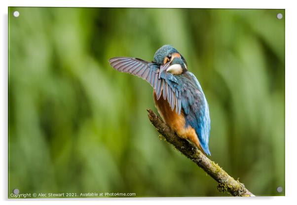 Kingfisher Preening Acrylic by Alec Stewart