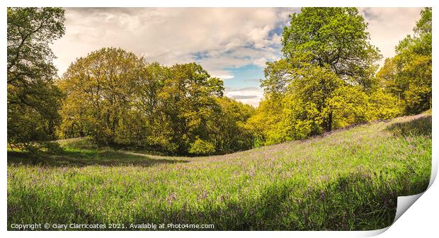 A Bluebell Woodland Pano Print by Gary Clarricoates
